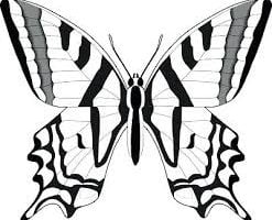 Mariposas www.dibujosfaciles.es