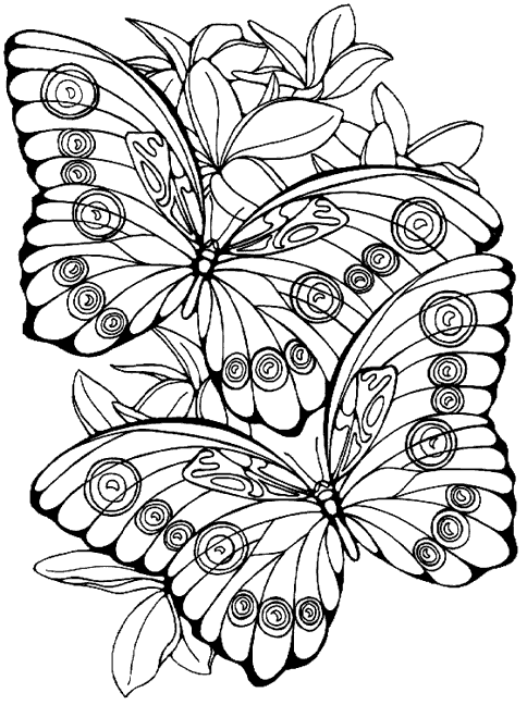 Dibujosfacileses Dibujos De Mariposas Para Colorear