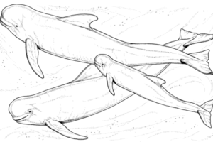 Animales marinos dibujosfaciles.es