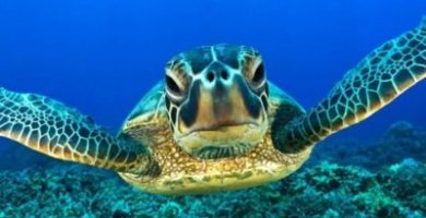 Dibujos marinos tortuga de mar