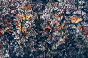 miles de mariposas