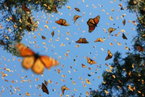 mariposas volando