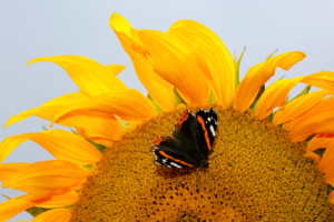 mariposa realista